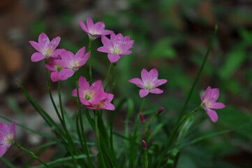 Fototapeta premium pink waterlilly flowers in spring