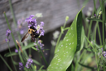 Bumblebee fuzzy yellow and black body, translucent wings enjoying the intoxicating nectar of a lavender bloom, loving the lavender.
