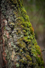 The bark on a pine tree cowered by moss