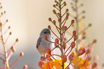 Immature Verdin perches on Red Bird of Paradise blossoms