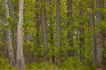 Fototapeta premium Hardwood Forests of Northern Canada