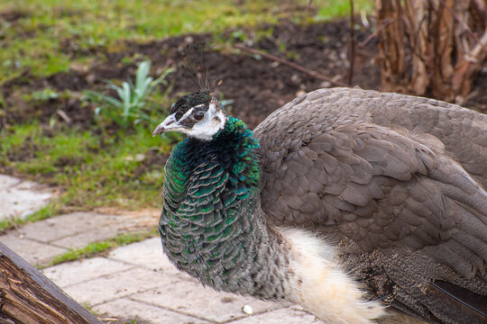 The peacock with sad fce