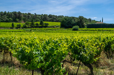Fototapeta na wymiar Scenic view the vineyards southern Cotes-du-Rhone Villages. Countryside landscape in Gordes, Vaucluse, Provence, France, Europe.