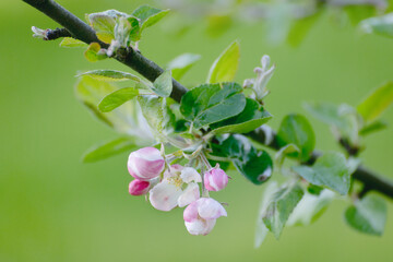 Apple tree blossom