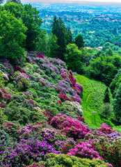 Hill of blooming rhododendrons in the Parco della Burcina (Biella, Piedmont, Italy).