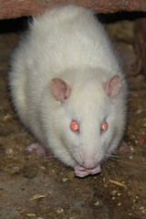 white rat