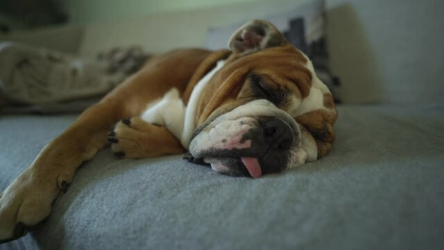 Closeup Of English Bulldog Sleeping On A Couch