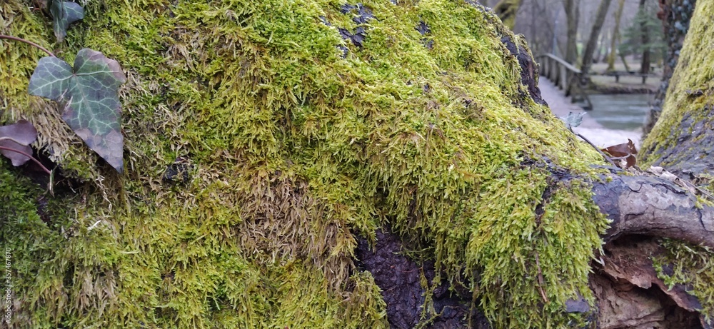 Poster moss on the trunk. mosses and lichens on a tree. macro.