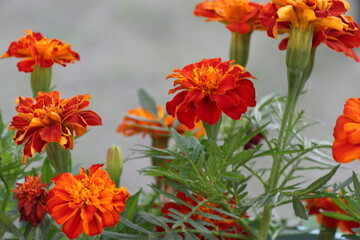 Beautiful marigold flowers. Tagetes erecta