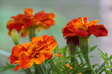 Beautiful marigold flowers. Tagetes erecta	