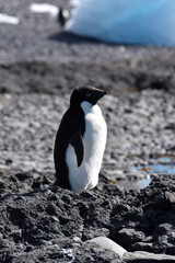Adelie penguin at Brown Bluff, Antarctica