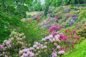 Expanse of colorful rhododendrons near Biella (Piedmont, Italy)