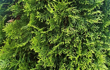 Plant background. Green tree. Background.
