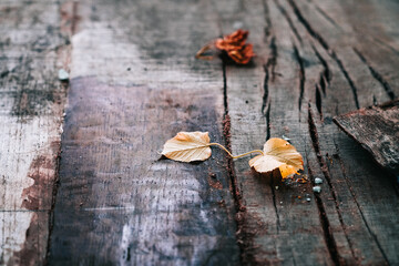 Old wood background with autumn leaves. Natural wood texture fiber and crack.