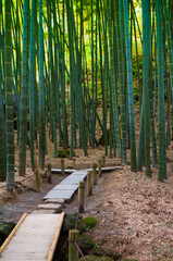 日本の竹林
