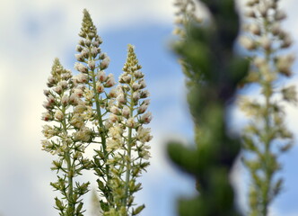 Weiße Reseda-Alba-Blüten