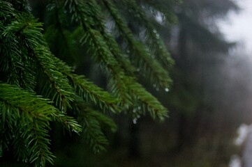 branches of a pine