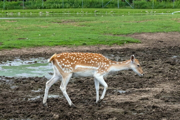 White-Tailed Deer in Hamilton Safari, Ontario, Canada
