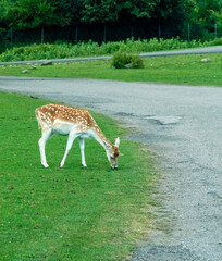 Persian Fallow deer or Dama Dama Mesopotamica Deer in Hamilton Safari, Ontario, Canada
