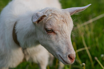 White domestic goat in the farm. Goat standing among green grass. Sunny spring day.