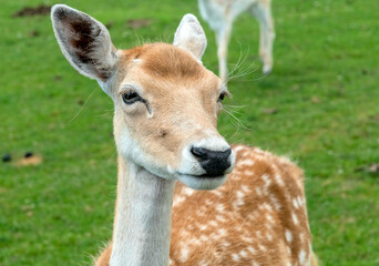 Persian Fallow deer or Dama Dama Mesopotamica Deer in Hamilton Safari, Ontario, Canada

