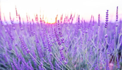 Selective focus on lavender flower in flower garden. Lavender flowers lit by sunlight.