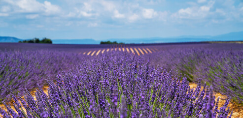 Naklejka na ściany i meble Colorful flowering lavender field in the day light at the mountains background. Wonderful landscape near Valensole. Provence, France.