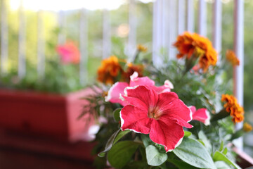Fototapeta na wymiar Summer colorful flowers on balcony