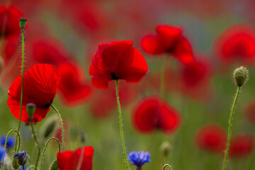 Fototapeta na wymiar Sommerblumenfeld mit roten Mohnenblumen