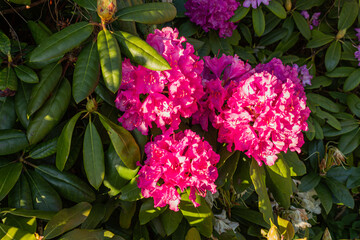Red flowers of Rhododendron Nova zembla. Purple Rhododendron. Flowers in a garden. Blooming flowers