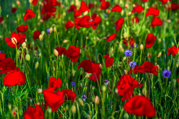 Obraz na płótnie Canvas Sommerblumenfeld mit roten Mohnenblumen