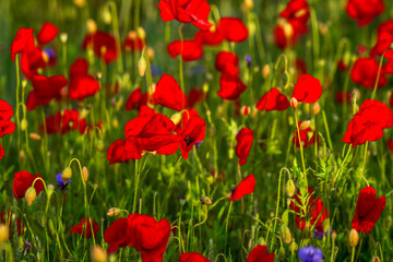 Sommerblumenfeld mit roten Mohnenblumen