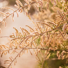 Vegetation, branches and flowers with sunlight at sunset.