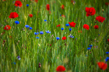 Sommerblumenfeld mit roten Mohnenblumen