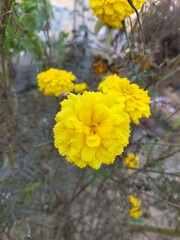 yellow flowers in the forest