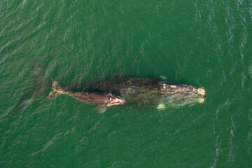 Overhead aerial view of a Southern Right Whale mom and her newborn calf off the coast of South...