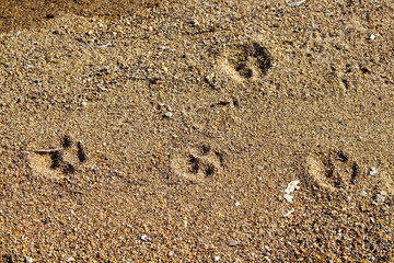 Close up view of dog footprint on sand at beach in Turkbuku town of Bodrum city.