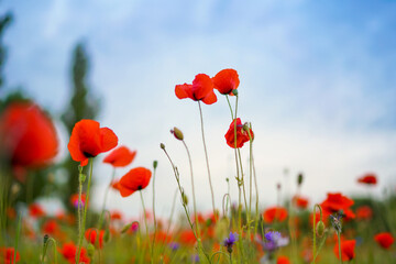 Sommerblumenfeld mit roten Mohnenblumen