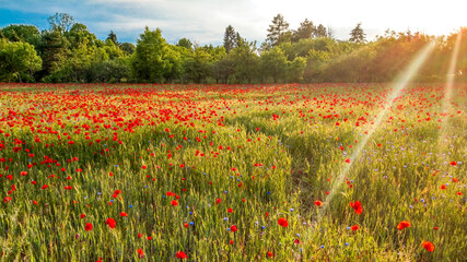 Fototapety na wymiar - Fototapeta24.pl