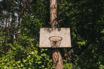 A homemade basket with a ring and plywood is attached to a tree, a pine for playing basketball outdoors in the forest. Photography, concept.
