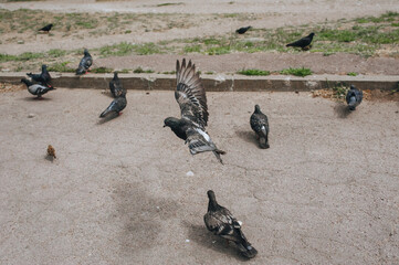 Fototapeta premium Flying dove against the background of other birds in nature. Photography, concept.