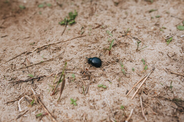 A small black bug creeps on the ground. Lone insect. Photography, concept.