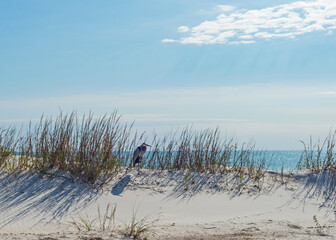 Heron hiding in the sea oats