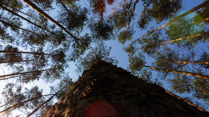 Drzewo i las 