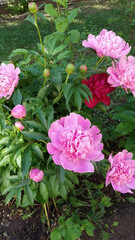 Bush of blooming peonies on a background of green grass. Vegetation, gardening.