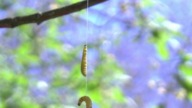 Caterpillars climb on a thread in a tree and rock back and forth with the wind.