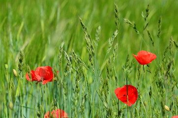 Close-up poppies flowers, photo of nature for banners and typography