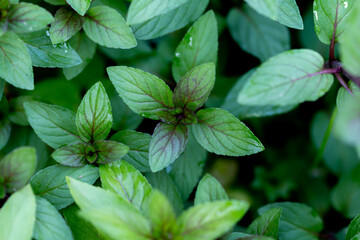Close up of black peppermint on top views