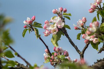 Pink flowers on a branch of a blossoming apple tree.