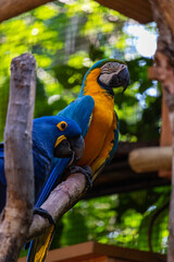 blue and yellow macaw in foz do Iguaçú